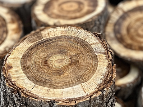 Reading the Grain: What Every Beginner Woodworker Should Know.